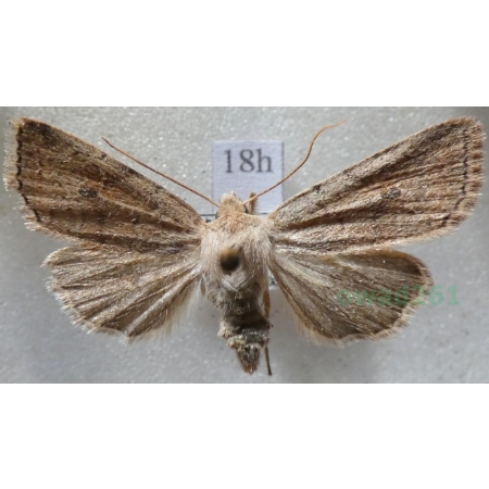 Agrochola laevis (Hübner, 1803) Czech18h